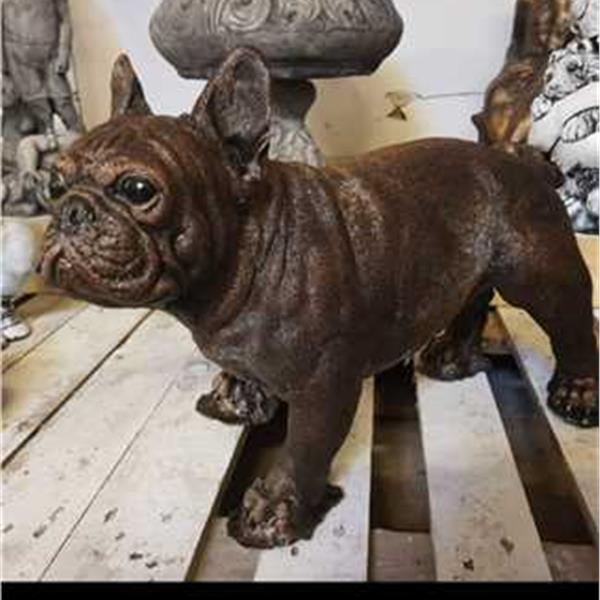 Medium Frenchbull dog  